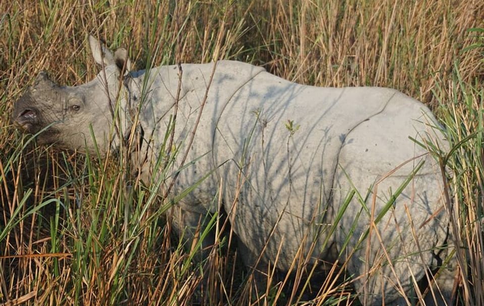 Wildlife and Cultural Tour of Dimapur and Guwahati