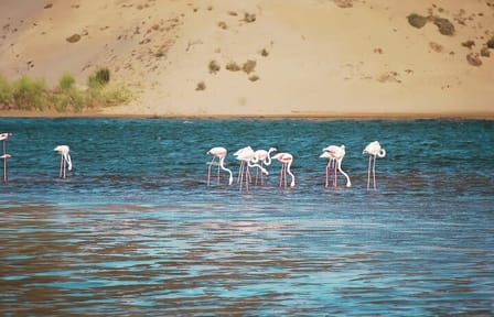 Agadir Jeep Safari & Sahara Adventure – Full-Day Tour with Tajine