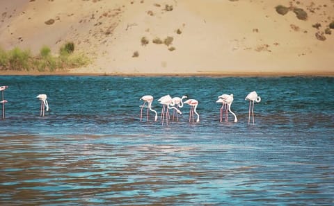 Agadir Jeep Safari and Sahara Adventure Full-Day Tour