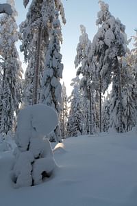 Snowshoe trek to Finnish Forest