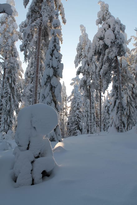 Snowshoe trek to Finnish Forest