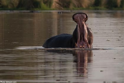 Tanzania Bush to Beach Safari Adventure