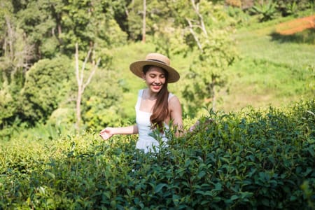 Kiambethu Tea Farm Experience: Tour, Tasting & Lunch from Nairobi