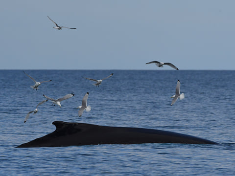 Húsavík: Whale Watching Tour with Heated Indoor Seating, photo 18