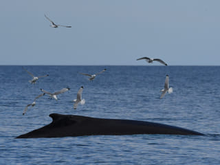Húsavík: Small-Family Run, Responsible Whale Watching, photo 18