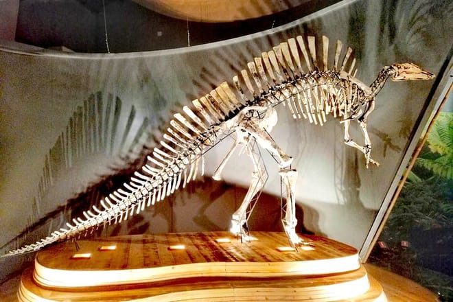 Venice Natural History Museum: Private Tour photo 6