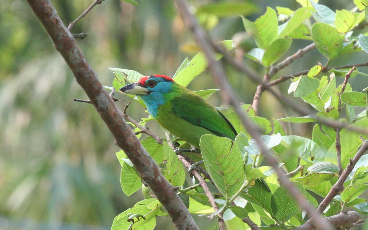 19 Days Mera Peak Climbing & Expedition – One Life-Changing Himalayan Adventure