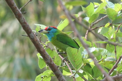 Koshi Tappu Aqua Birds Watching Camp – 4 Days beyond the experience