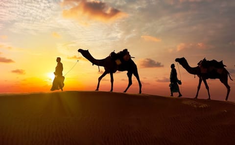 Evening Desert Safari with Dinner and Entertainment in Abu Dhabi
