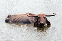 Yala Safari Tour from Nuwara Eliya  8