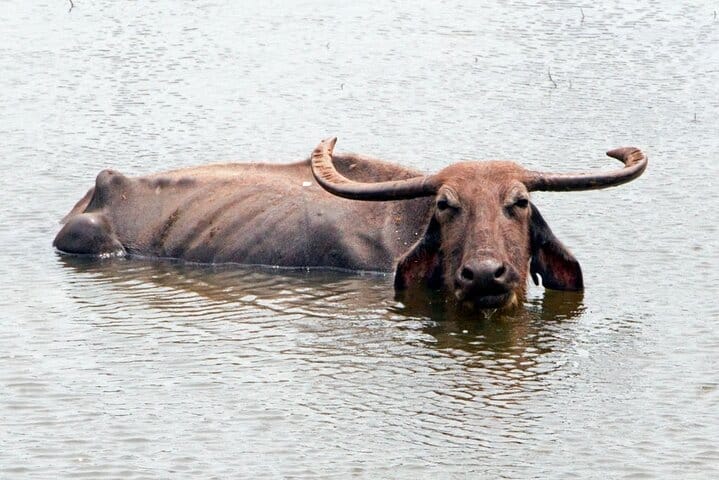 Yala Safari Tour from Nuwara Eliya  8