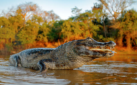 Three-Day Rainforest Adventure Tour from Iquitos, Peru