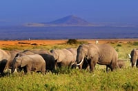 Amboseli park