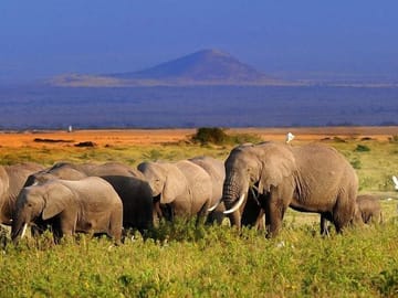 Amboseli park