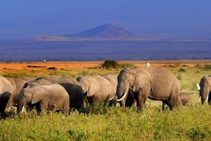 4 – DAYS AMBOSELI NATIONAL PARK SAFARI