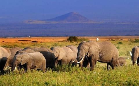 4-Day Amboseli National Park Safari Experience in Kenya