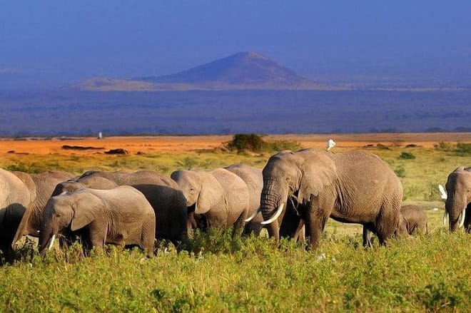 Amboseli park