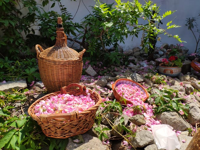 Visit to Lavender Fields & Lavender Oil Extraction Demo