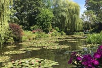 Water Lily Pont