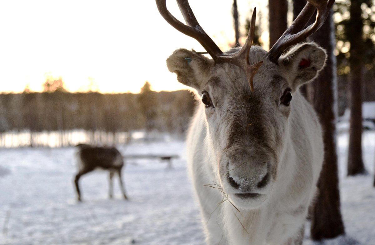 Reindeer