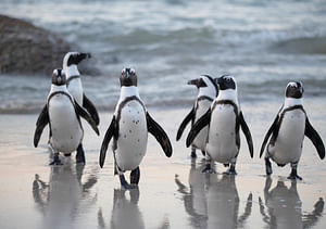  Full-Day Best of Cape Town Private Tour-Table Mountain & Constantia Wine Route