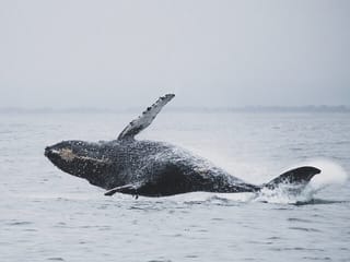 Ultimate Whale Watching Adventure on a RIB Speedboat in Reykjavík Bay, Iceland, photo 11