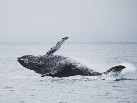 Ultimate Whale Watching Adventure on a RIB Speedboat in Reykjavík Bay, Iceland, photo 11