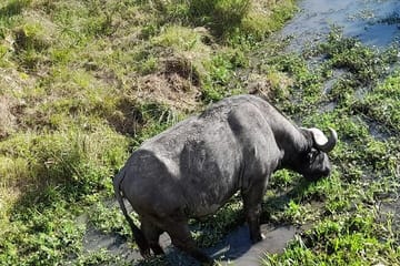 4-Day Masai Mara and Lake Nakuru Safari from Nairobi