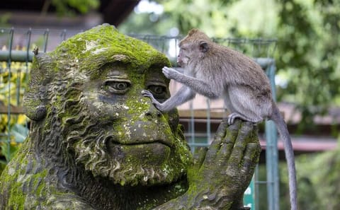 Private Cultural Tour of Ubud: Tampaksiring and Tegalalang