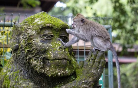 6 Hour Private Tour in Ubud