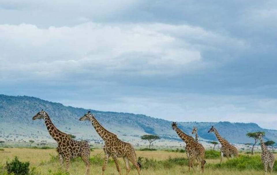 7-Day Great Rift Valley Kenya Lakes and Parks Safari Tour