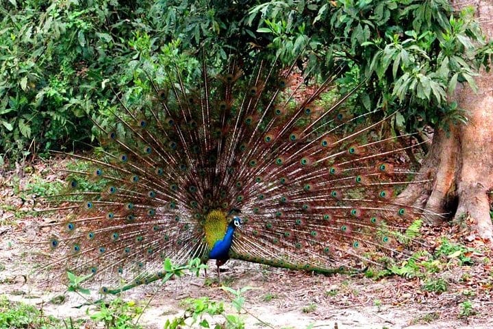 2-Night Private Ranthambore National Park with Wildlife Tour from Delhi