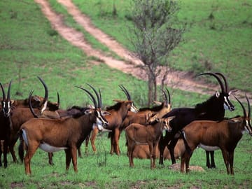 Game drive at shimba hills park