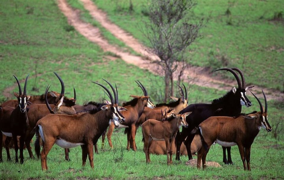 Day Tour To Shimba Hills Park from Mombasa