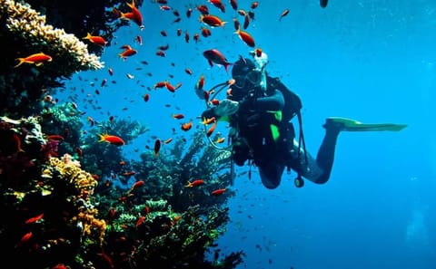 Premium Intro Diving for Beginners,2 Dive Stop & Lunch – Hurghada