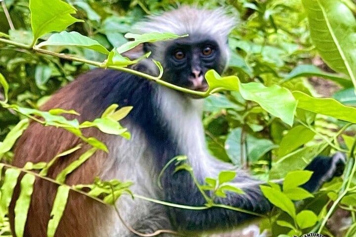 Jozani Forest Tour and Lunch at Rock Restaurant in Zanzibar
