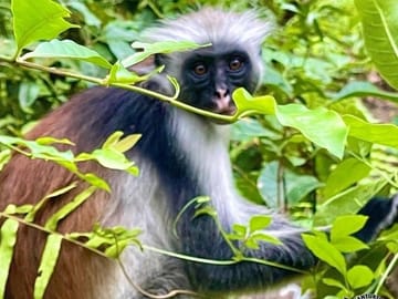 Jozani Forest Nature Tour with Lunch at The Rock Restaurant