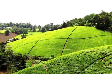 Kiambethu Tea Farm Tour with Lunch from Nairobi