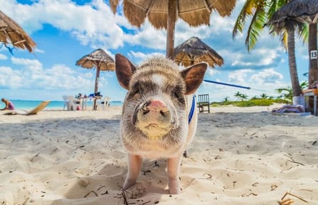 Private Fishing and Snorkeling Trip to Koh Tan and Koh Madsum