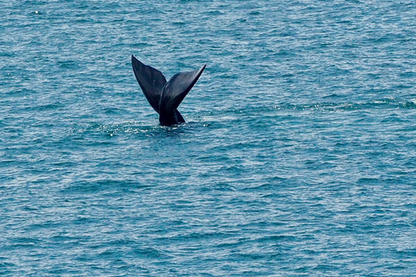 Hermanus tour. From Cape Town. Guided