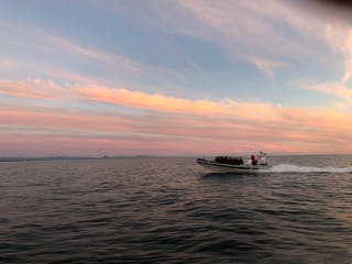Premium Whales & Midnight Sun, photo 10