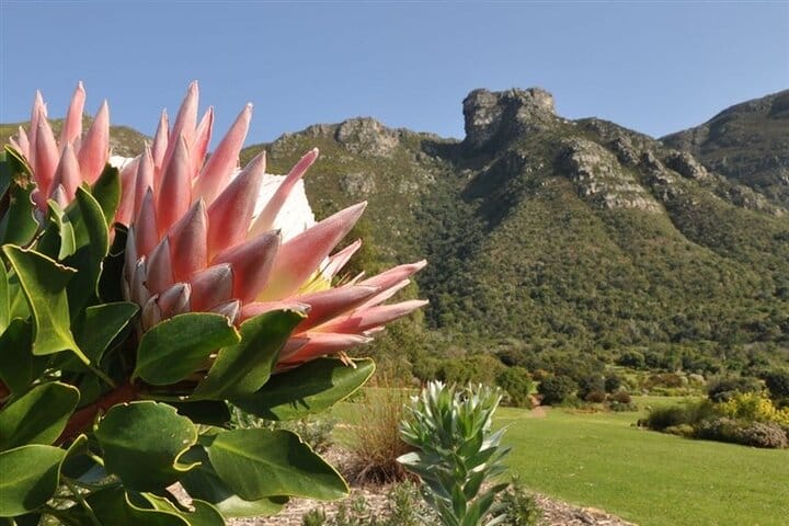  Robben Island, Kirstenbosch Gardens and Groot Constantia Tour 8
