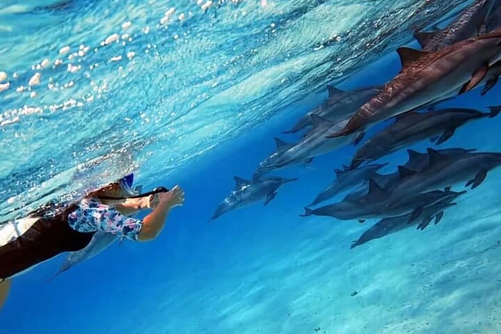 Snorkeling with Dolphins & Lunch In Sataya Reefs From Marsa Alam