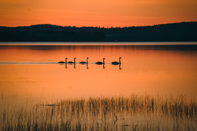 Magical summer evening in Rovaniemi