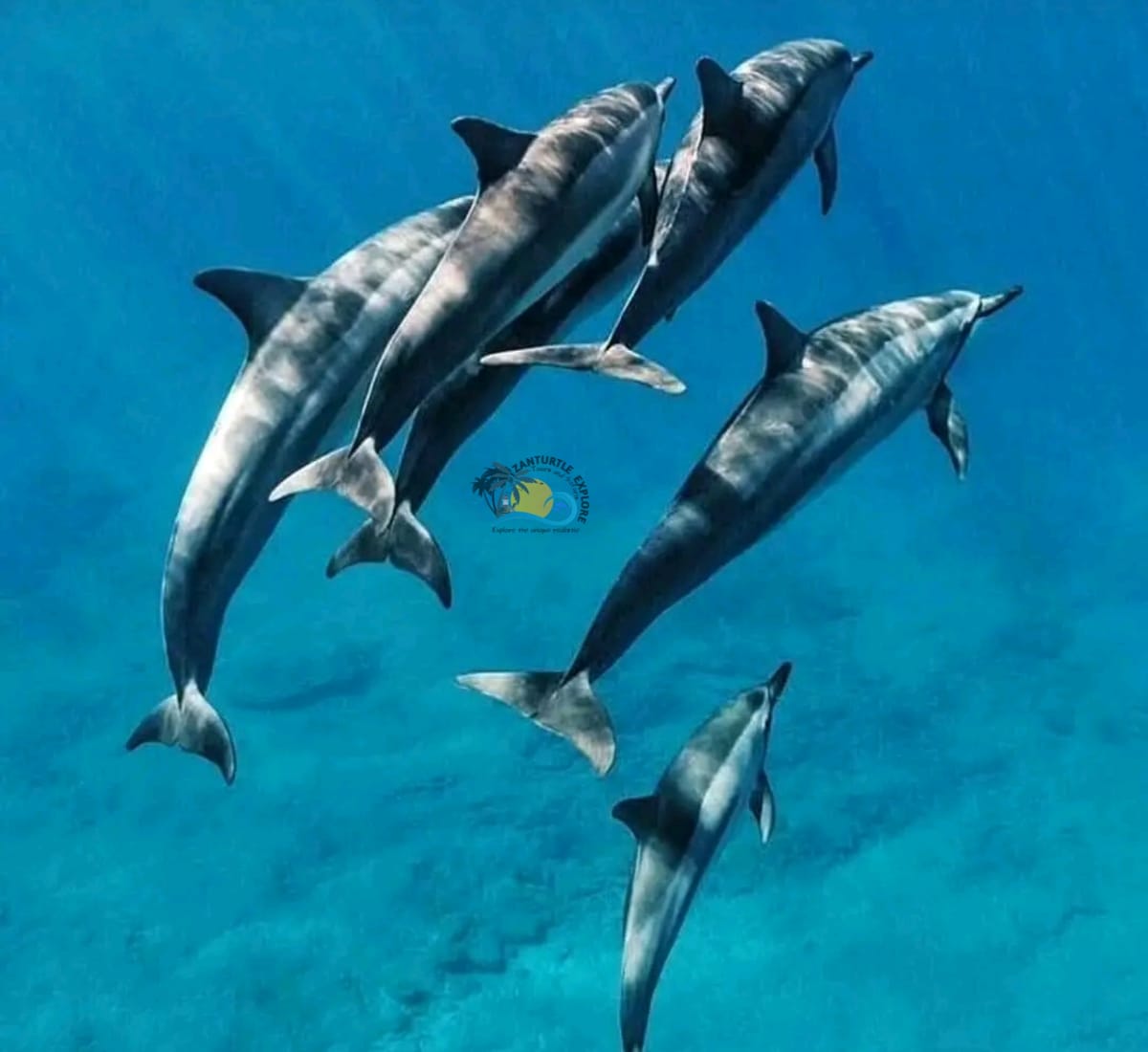 Zanzibar Maasai Culture, Jozani Forest and Salaam Cave Turtle