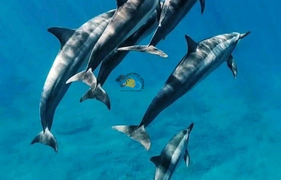 Mnemba Dolphins with Snorkel Tour From Kendwa/Nungwi