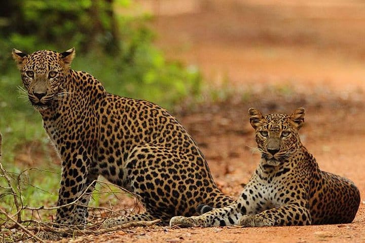 Day Trip to Nuwara Eliya with Kingfisher Tours