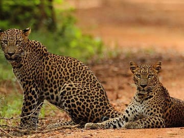 Day Trip to Wilpattu National Park from Colombo