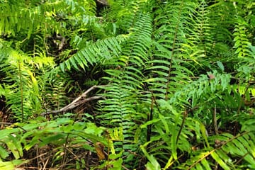 Jozani Forest and Spice Farm Tour Zanzibar Nature Experience