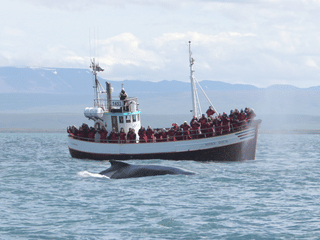 Húsavík: Small-Family Run, Responsible Whale Watching, photo 9